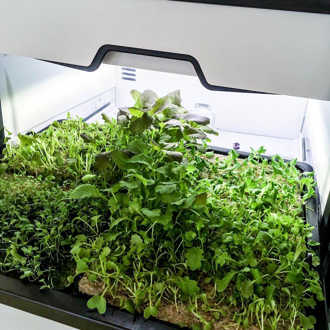 Miele Plantcube 4q