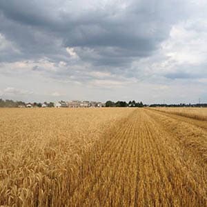Haschahof Bio Getreide